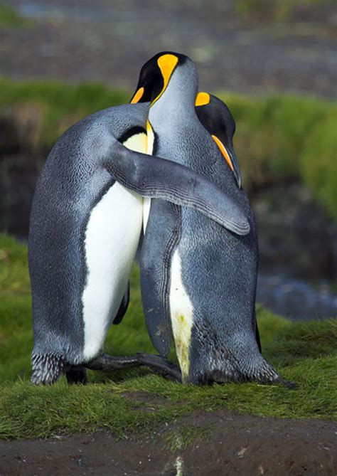 Happy Hug Day: These pictures of animals hugging will make you crave a ...