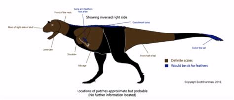 [Question] Feathers on Spinosaurus, Giganotosaurus, and Abelisaurus ...