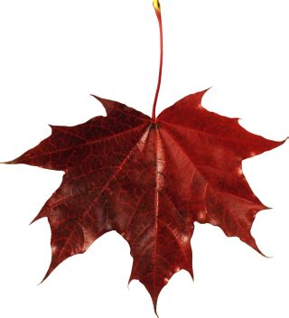 Falling Leaves Transparent PNG, Falling Leaves Transparent Transparent Background - FreeIconsPNG