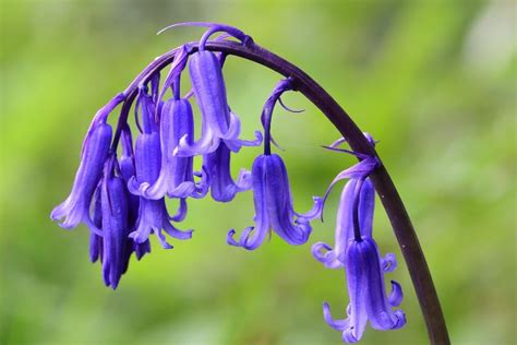 Irish Wildflowers Guide: The Most Beautiful Flowers That You Should Know