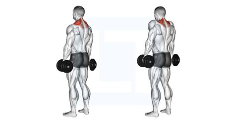 Dumbbell Shrug - Guide, Benefits, and Form