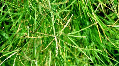 The Best Way To Care And Grow Bermuda Grass