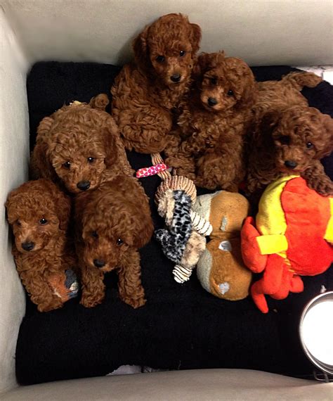 Cute babies at 7 weeks- beautiful red poodle puppies:) | Poodle puppy ...