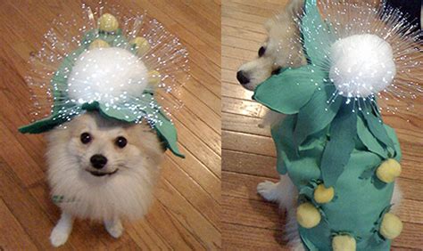 Prickly proposition: Dress your dog as a porcupine - CNET