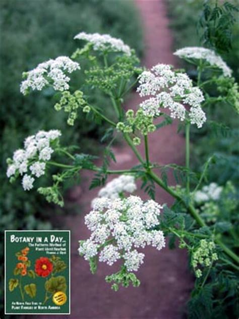 Apiaceae: Parsley or Carrot Family. Identify herbs, plants, and flowers.