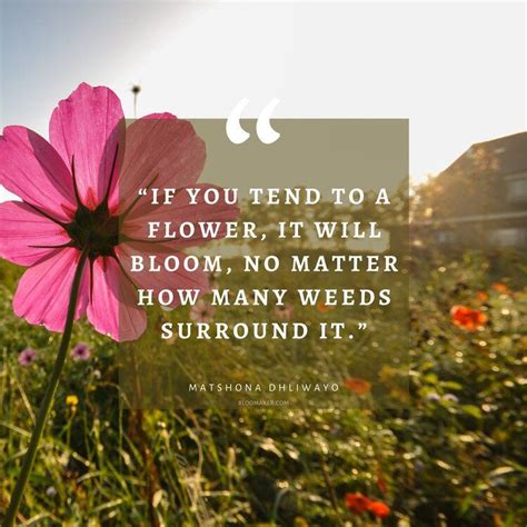 “If you tend to a flower, it will bloom, no matter how many weeds surround it.”– Amaryllis ...