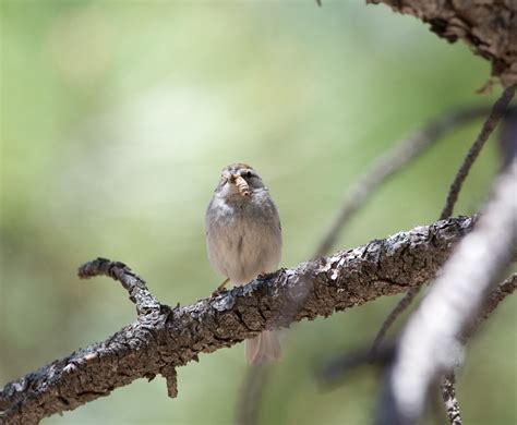 Garden Birds and other sightings...: Birding in Arizona - Day 6, Flagstaff Arboretum