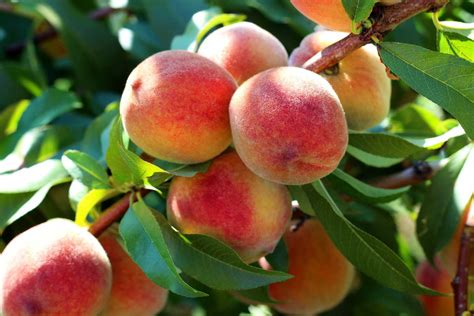 peaches on a branch | Kellogg Garden Organics™