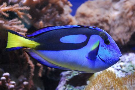 Paracanthurus - Wikipedia | Blue tang fish, Beautiful fish, Tang fish