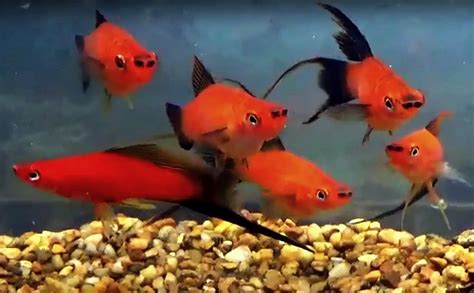 Green Swordtail or Common Swordtail (Xiphophorus helleri) | Tropical Fish Keeping