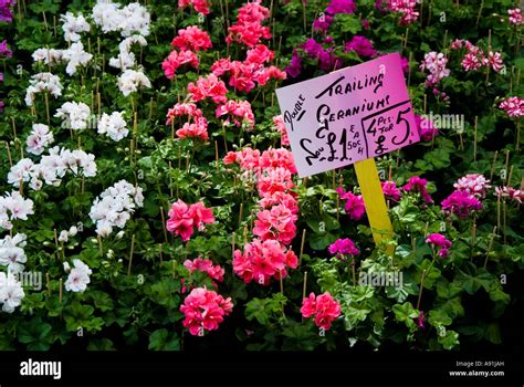 Trailing Geraniums Stock Photo - Alamy