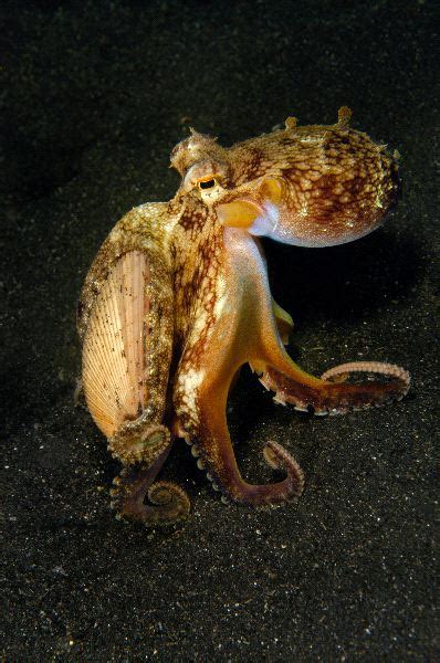 Octopus Walking On Sand - Octopus Facts and Information