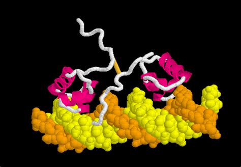 Lac Repressor:DNA