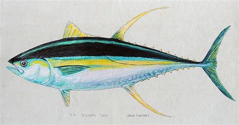 Yellowfin Tuna by Jeanne Humphreys | Polynesian art, Fish art, Tuna