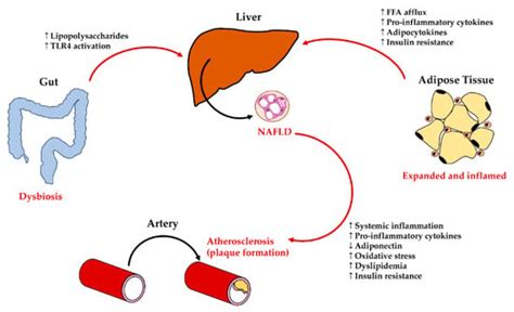 Cells | Special Issue : Hepatic Stem Cells in Liver and Biliary Regeneration