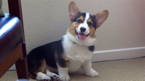 Tri Colored Corgi Puppies | BubaKids.com