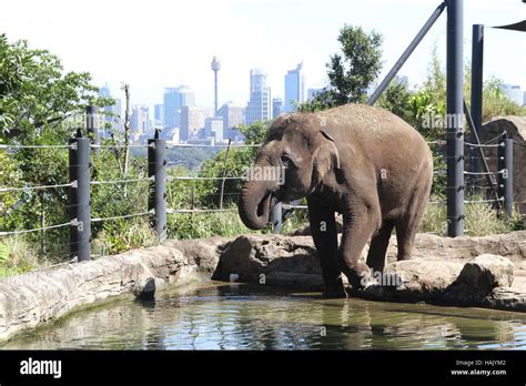 Taronga zoo tickets hi-res stock photography and images - Alamy