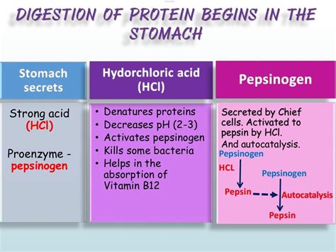 Digestion and absorption of proteins