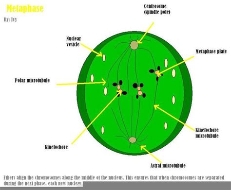 Telophase Labeled | Free Images at Clker.com - vector clip art online ...