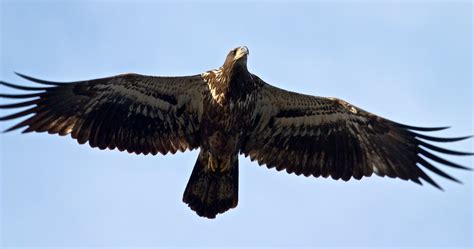 Juvenile Bald Eagle In Flight