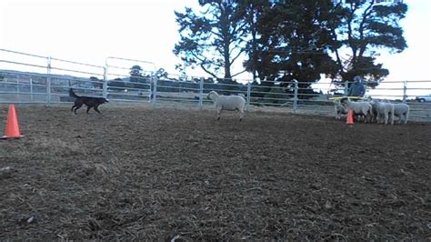 Smithfield x Border Collie herding training - YouTube