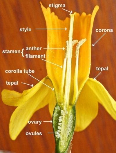 Flower Ovary Position - Tree Guide UK Flower ovary position