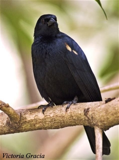 Tawny-shouldered Blackbird - Species Information and Photos