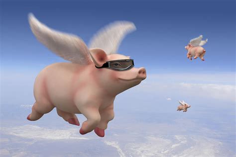 Pigs Fly Photograph by Mike McGlothlen - Fine Art America