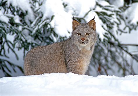 Canada Lynx | Conservation Northwest