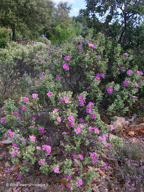 Cistus albidus - wild in Provence