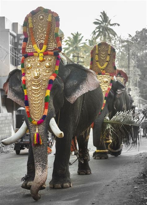 Elephants on parade, costumed in colourful headdresses for the elephant festival in Jaipur ...