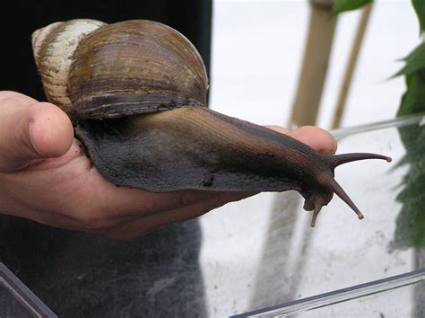 The Giant African Land Snail (Achatina fulica) Goes Global | The Global Fool