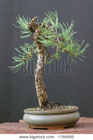 Ponderosa Pine Bonsai Image & Photo (Free Trial) | Bigstock