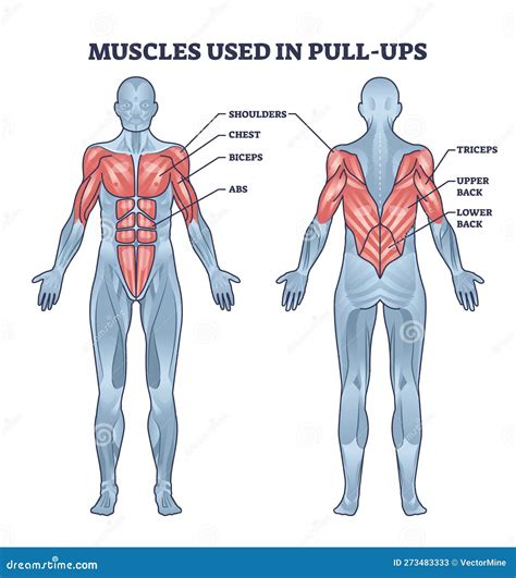 Muscles Used in Pull Ups Activity with Anatomical Body Outline Diagram ...