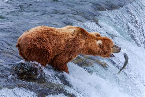 12 Largest Bear Species in the World