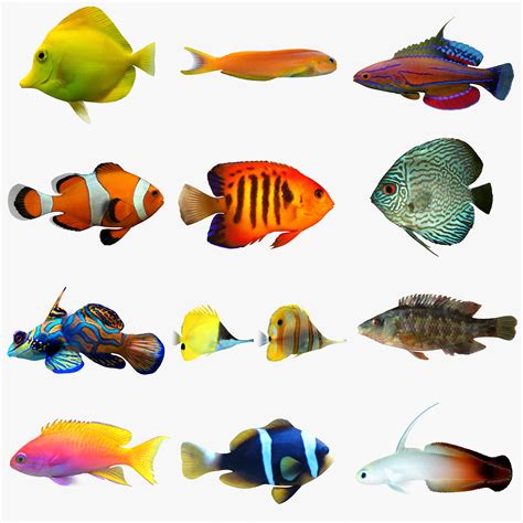 Wall Aquarium, 3d Assets, Fish Art, 3ds Max, Orca, Sea Creatures ...