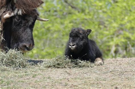 Baby musk ox born, on display at Assiniboine Park Zoo - Manitoba - CBC News