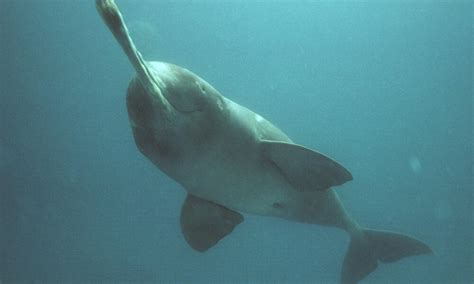 Ganges River Dolphin | Freshwater Dolphin | Species | WWF