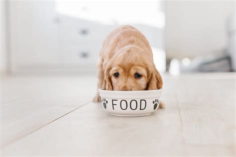 The Very Best Diet for Dogs, According to Veterinarians