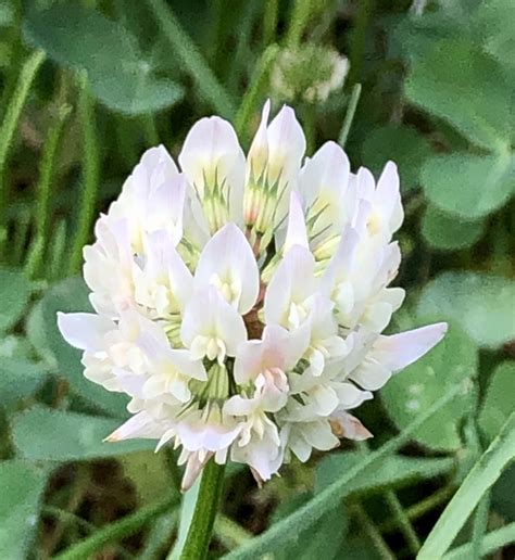 Trifolium repens (Clover, Dutch Clover, Ladino Clover, Purple Dutch Clover, Shamrock, White ...