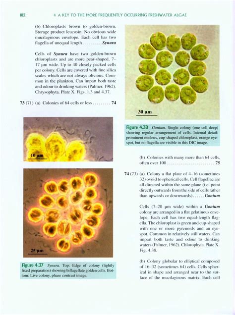 Freshwater Algae: Identification, Enumeration and Use as Bioindicators: Edward G Bellinger ...