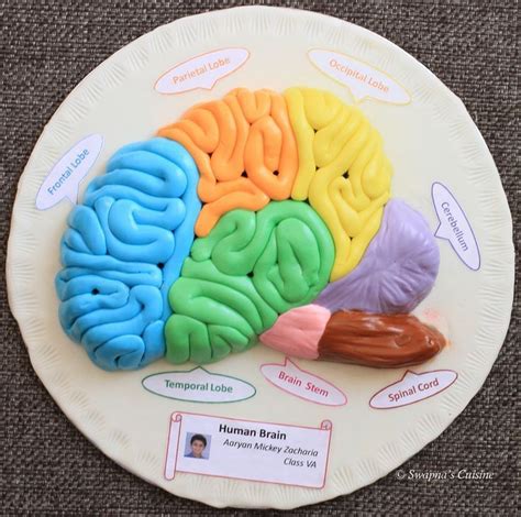 Model of Human Brain with Fondanthttps://teelegcom | Proyectos de ciencia para niños, Maquetas ...