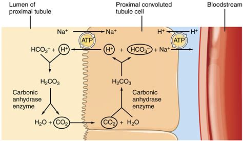 Nephron Reabsorption Diagram