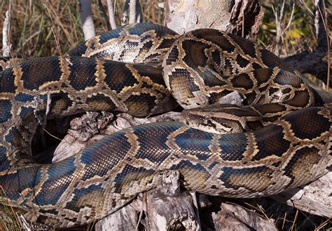 African Rock Python – Florida Snake ID Guide