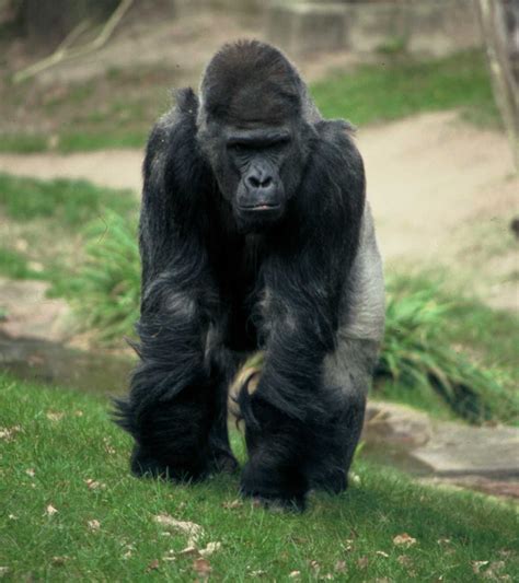 File:Gorilla gorilla gorilla Nbg.jpg - Wikimedia Commons