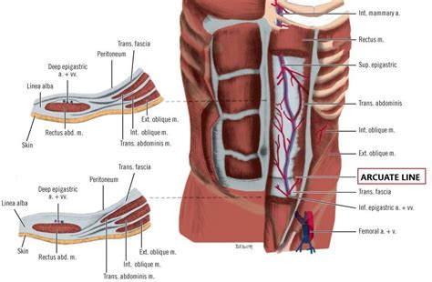 Rectus Sheath | Medical Junction