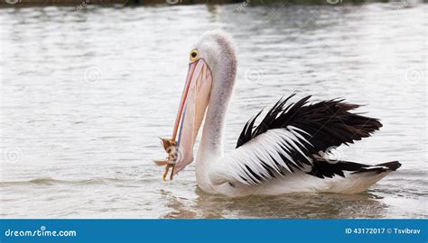 Pelican Eating Fish In The Ocean Stock Photo - Image: 43172017