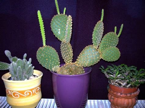 My cactuses :) | Cactus, Cactus plants, Mexican pottery