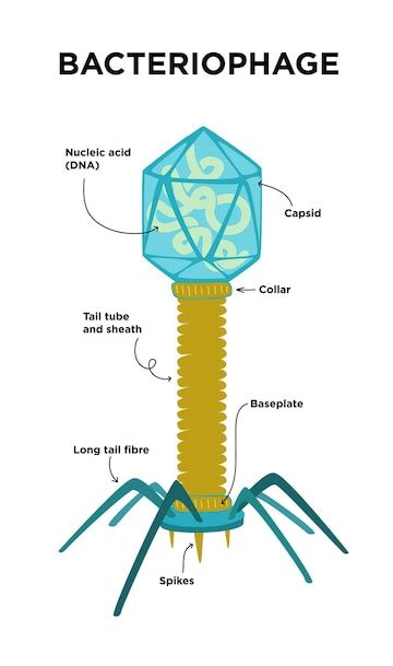 Premium Vector | Flat Illustration of Bacteriophage structures and anatomy.