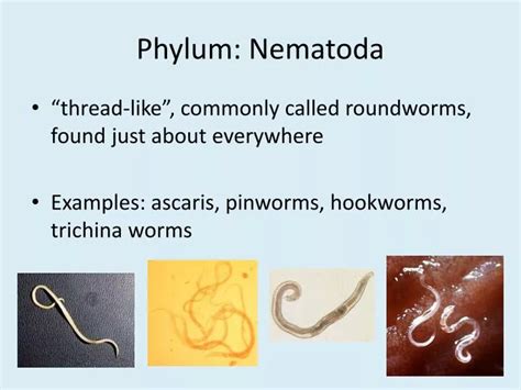 PPT - Phylum: Nematoda PowerPoint Presentation, free download - ID:2168158